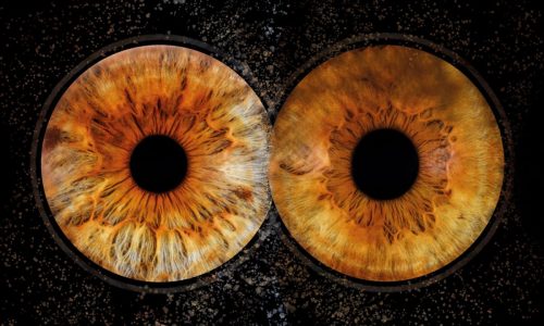 Iris 30x50
