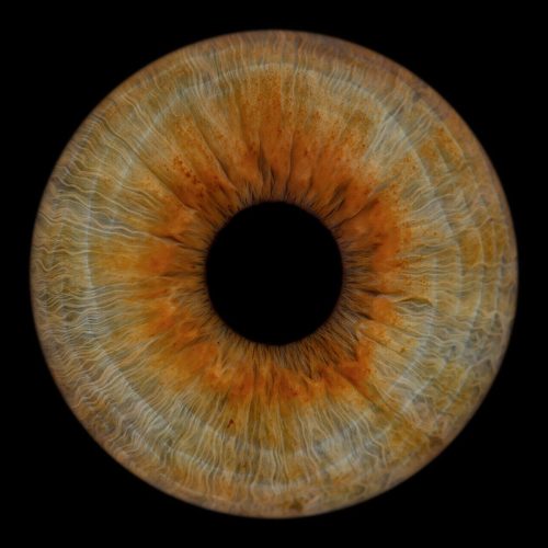 Iris-bleu-vert-studio-oise