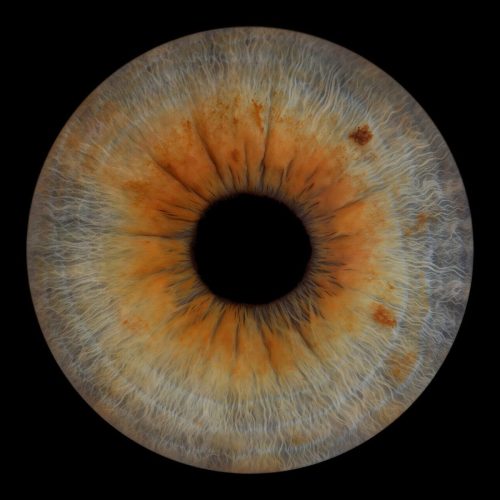 Iris-seul-derbaise-photo-oise