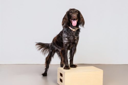 Studio photo pour animaux