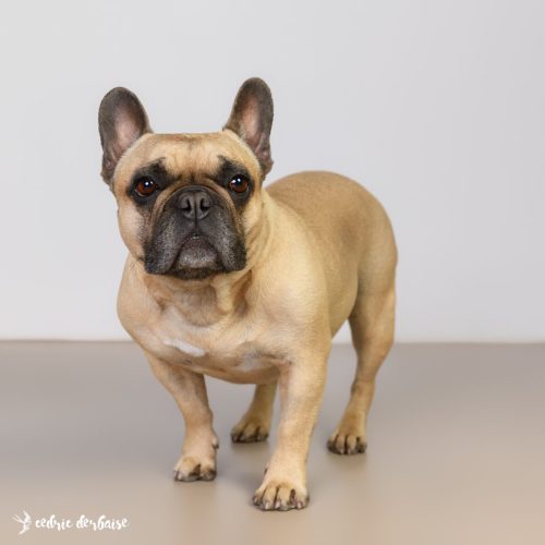 Photo en studio famille et chien