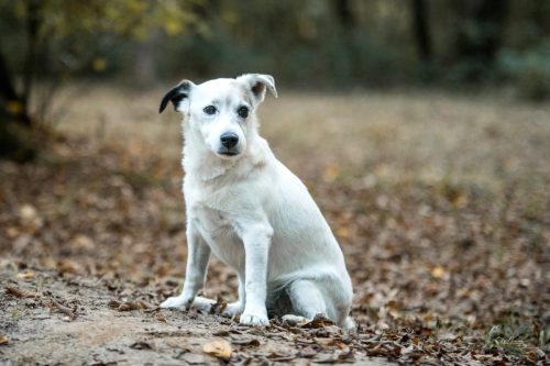 Photos de chien en extérieur oise