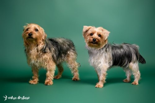 Photo en studio animaux