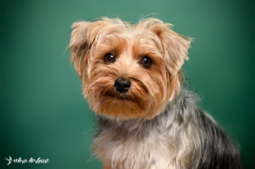 Photo en studio de votre animal chien