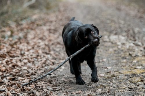 Photos de vos animaux de compagnie