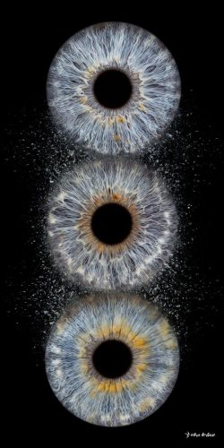 Famille photo d'iris IRIS web