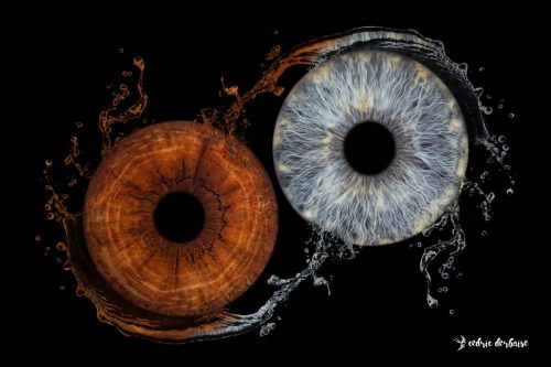 Photos iris beauvais