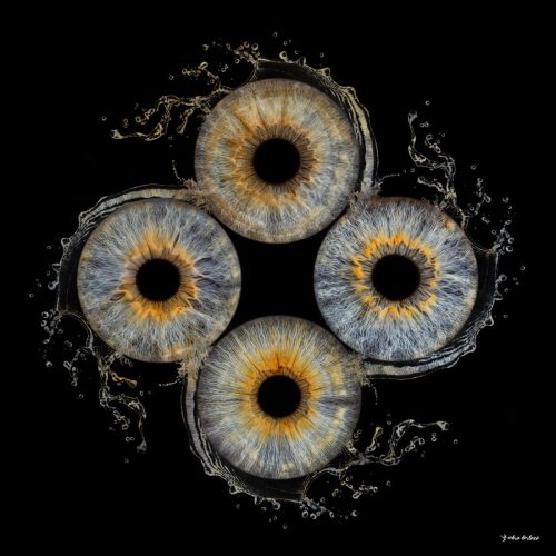 Iris famille de 4 personnes photo